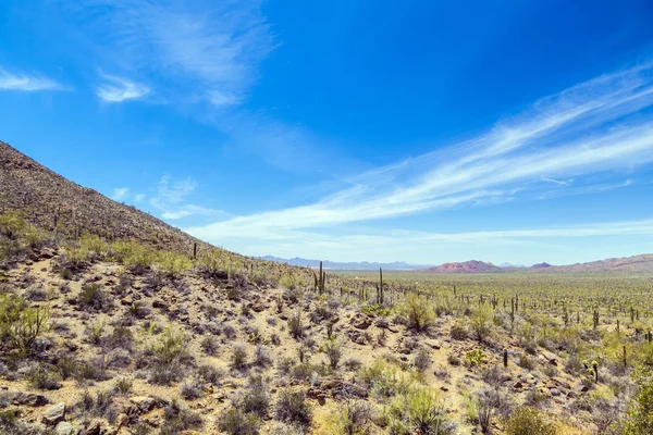 Красивый горный пустынный пейзаж с кактусами — стоковое фото