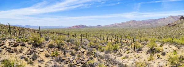 Pięknych górskich krajobrazów pustyni z kaktusów — Zdjęcie stockowe