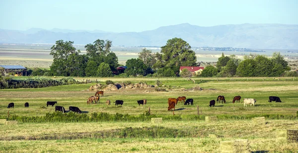 Krowy pasące się na łące z zielonej trawie — Zdjęcie stockowe
