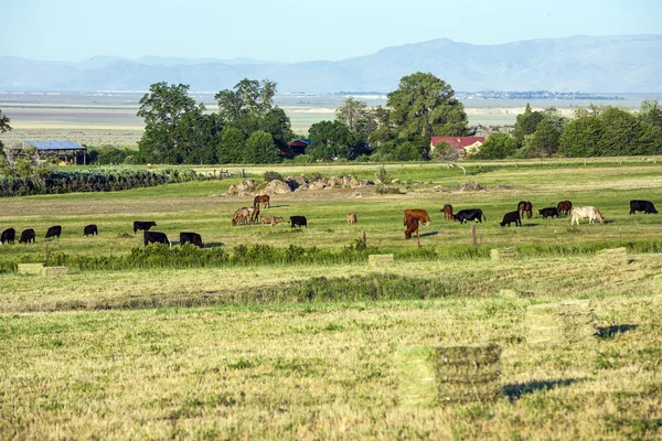 Vacas pastando no prado com grama verde — Fotografia de Stock