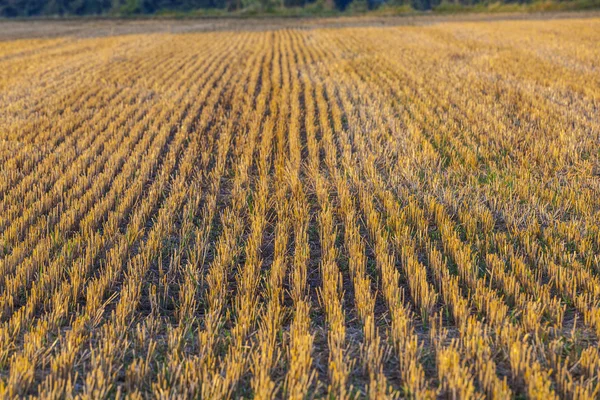 Wzór pola kukurydzy po zbiorach — Zdjęcie stockowe