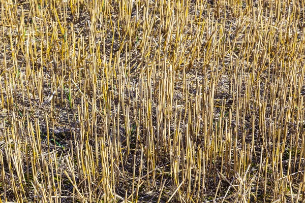 Padrão de campo de milho após a colheita — Fotografia de Stock