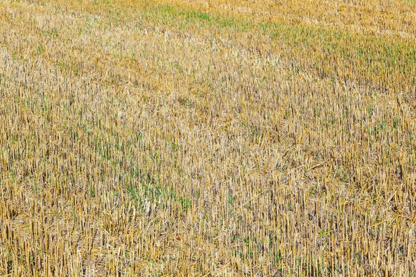 Pattern of corn field after harvest — Stock Photo, Image