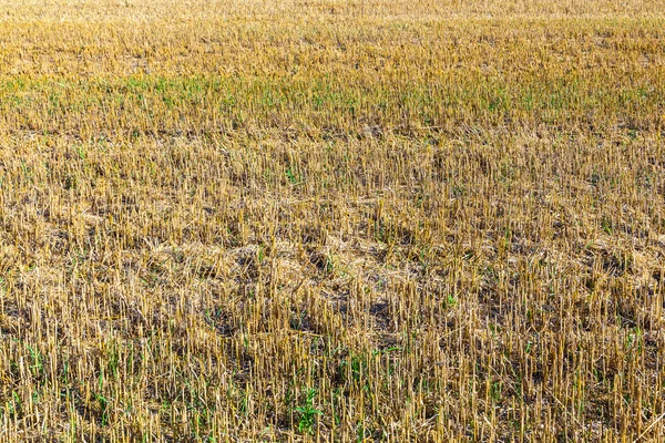 A betakarítás után a kukoricásban szerkezetében — Stock Fotó