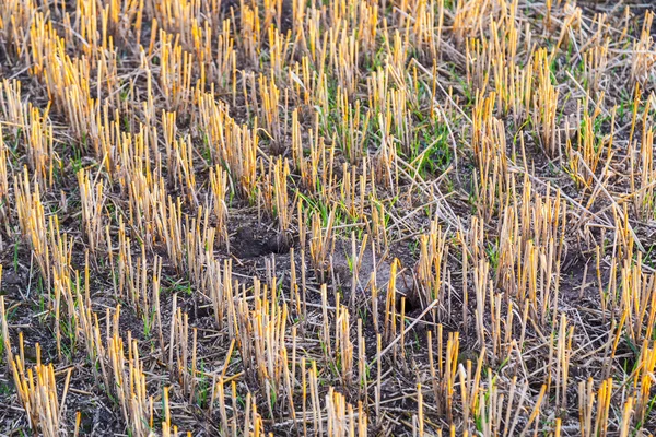 Patroon van maïsveld na de oogst — Stockfoto