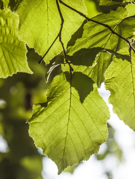 Green birch leaves at the tree — Stock Photo, Image