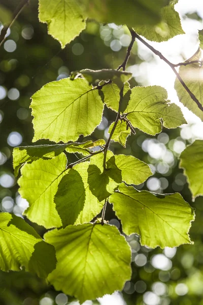 Green birch leaves at the tree — Stock Photo, Image