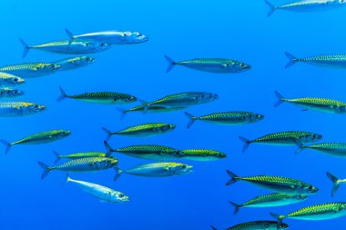 Swarm of silver fishes in the blue sea clipart