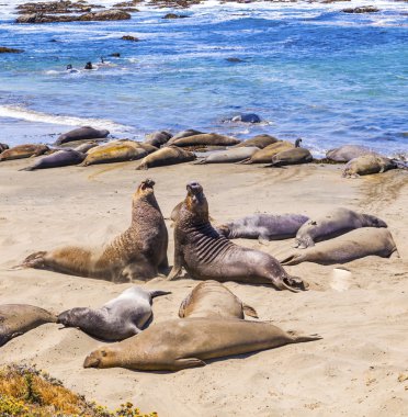 Sealions at the beach clipart