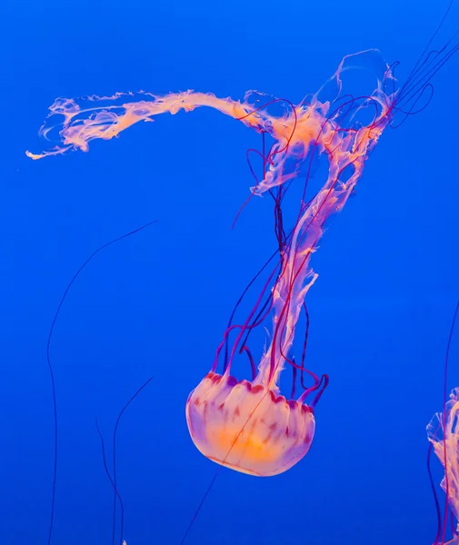 Méduses dans la mer bleue — Photo