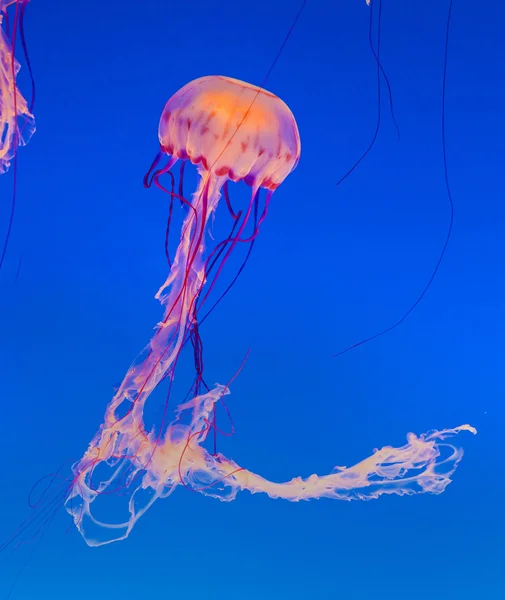 Medúzy v modrém moři — Stock fotografie