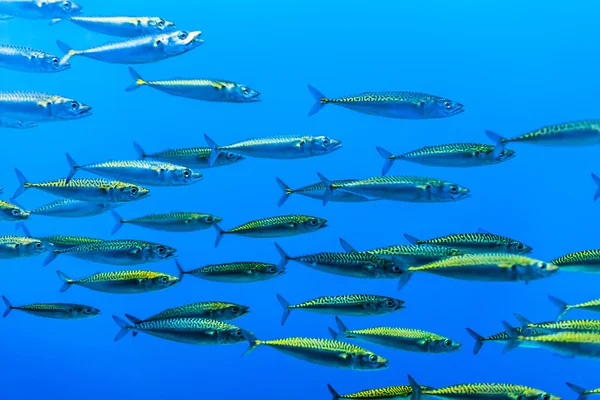 Zwerm van zilveren vissen in de blauwe zee — Stockfoto