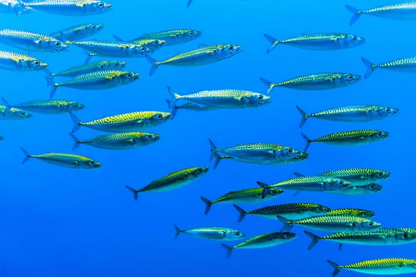 Swarm of silver fishes in the blue sea — Stock Photo, Image