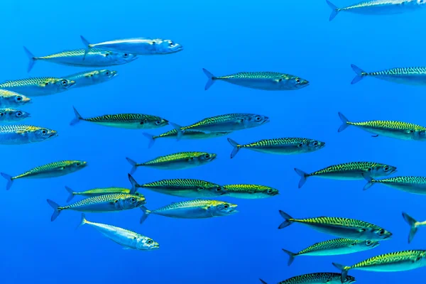 Swarm of silver fishes in the blue sea — Stock Photo, Image