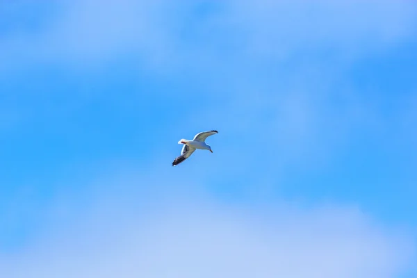 Mewa lecąca na błękitnym niebie — Zdjęcie stockowe