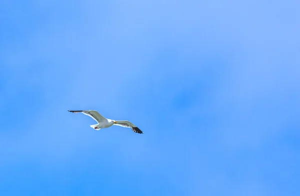 Чайка летит в голубом небе — стоковое фото