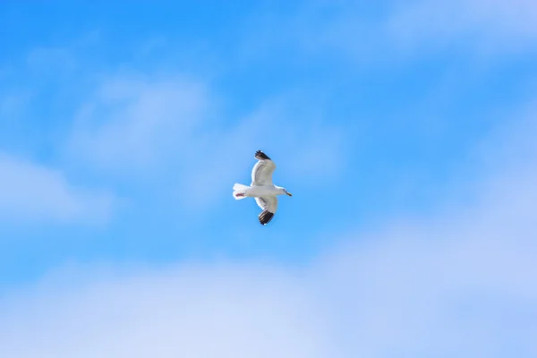 Gabbiano che vola nel cielo blu — Foto Stock