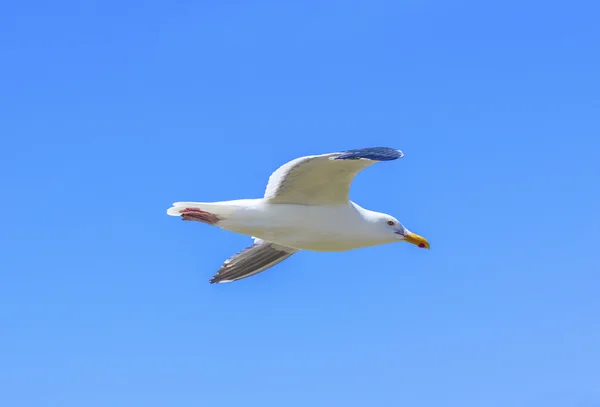Gaivota voando no céu azul — Fotografia de Stock