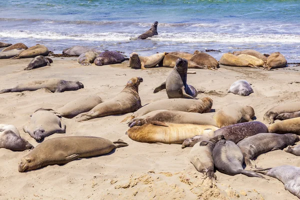 Sealions at the beach — Stock Photo, Image