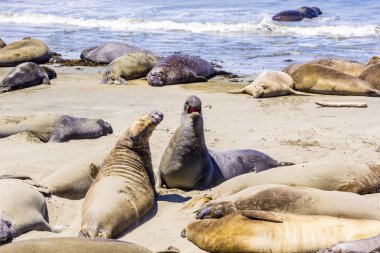 plaj sealions