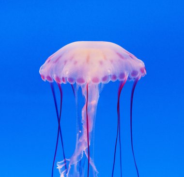 Jelly fish in the blue sea clipart