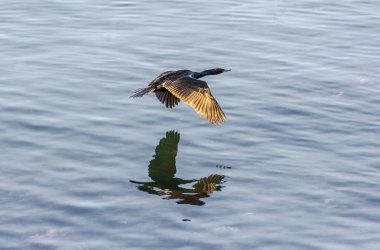 Avcılık ve okyanus yüzey üzerinde uçan cormoran