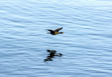 Avcılık ve okyanus yüzey üzerinde uçan cormoran