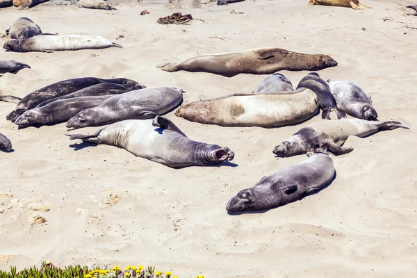 Zeeleeuwen op het strand — Stockfoto