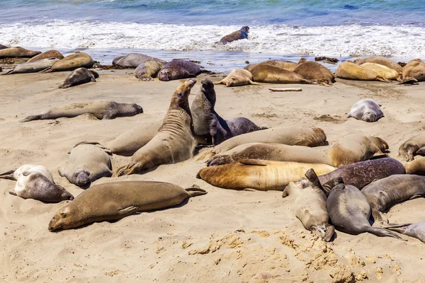 Sealions at the beach — Stock Photo, Image