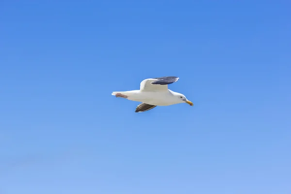 Möwe fliegt in den blauen Himmel — Stockfoto