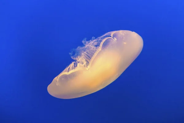 青い海のゼリー魚 — ストック写真