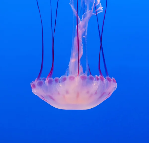 Medusa nel mare blu — Foto Stock