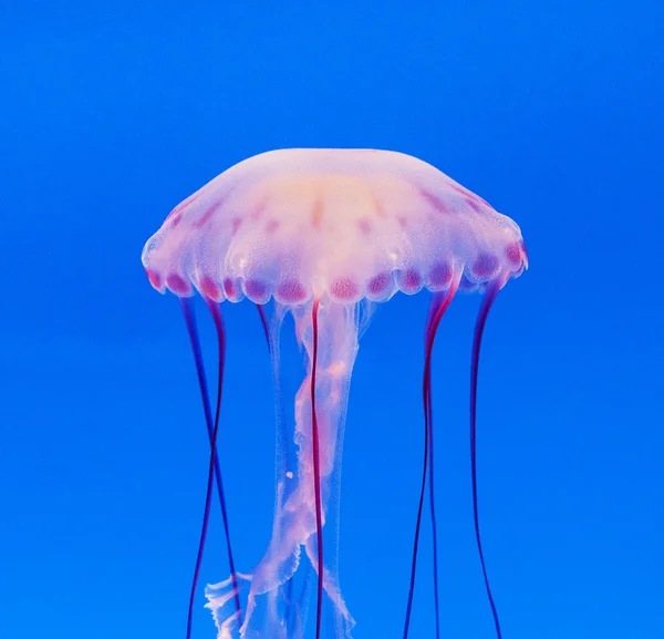 Jelly fish in the blue sea — Stock Photo, Image