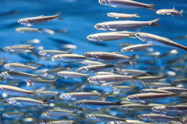 Sciame di pesci d'argento nel mare blu — Foto Stock