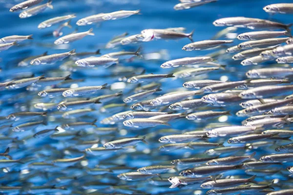 Sciame di pesci d'argento nel mare blu — Foto Stock