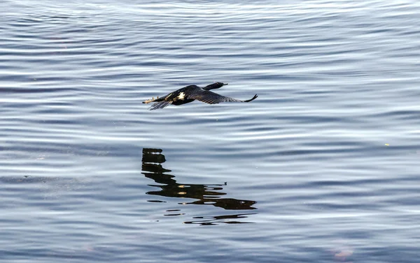 CORMORAN προιόντα για κυνηγί, πετούν πάνω από την επιφάνεια του ωκεανού — Φωτογραφία Αρχείου