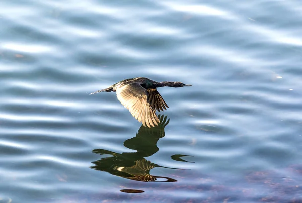 Avcılık ve okyanus yüzey üzerinde uçan cormoran — Stok fotoğraf