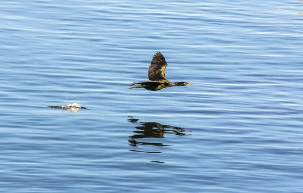 Cazando cormoranes y sobrevolando la superficie del océano — Foto de Stock