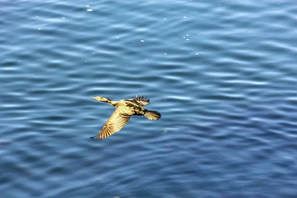 Cormorão caça e voando sobre a superfície do oceano — Fotografia de Stock