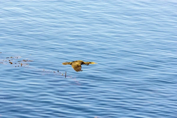 コーモラン狩猟や海の表面上を飛んで — ストック写真