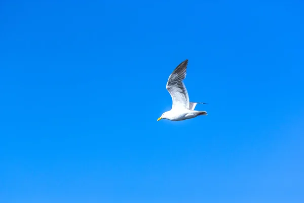 Zeemeeuw vliegen in de blauwe lucht — Stockfoto