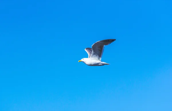 Γλάρος που πετά στον γαλάζιο ουρανό — Φωτογραφία Αρχείου