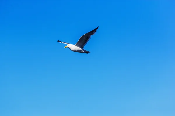 Чайка літає в блакитному небі — стокове фото