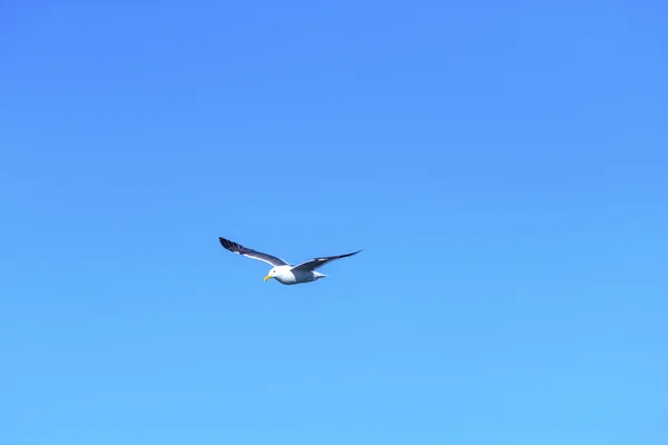 푸른 하늘을 나는 갈매기 — 스톡 사진