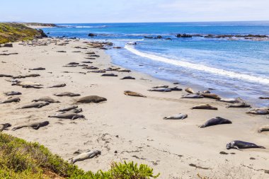 sealions sakin ol ve kumlu plajda uyku