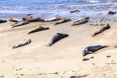 sealions sakin ol ve kumlu plajda uyku