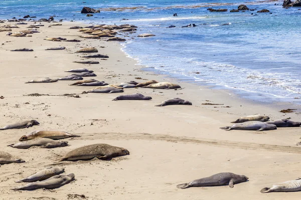 Sealions sakin ol ve kumlu plajda uyku — Stok fotoğraf