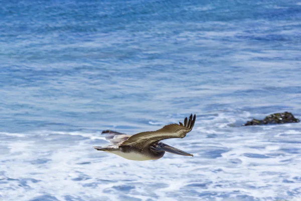 Kormorán loví a létání nad hladinou oceánu — Stock fotografie
