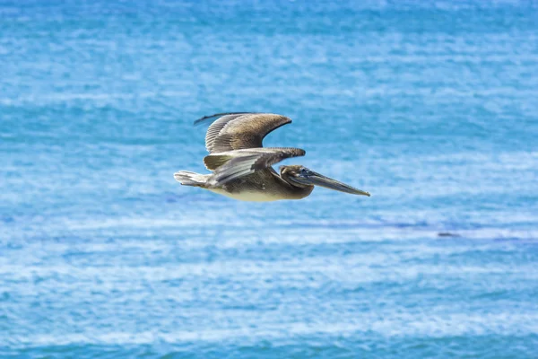 CORMORAN προιόντα για κυνηγί, πετούν πάνω από την επιφάνεια του ωκεανού — Φωτογραφία Αρχείου