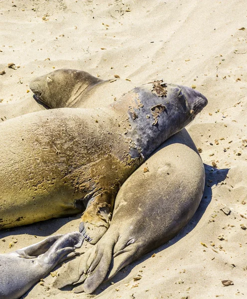 Sealions relajarse y dormir en la playa de arena —  Fotos de Stock